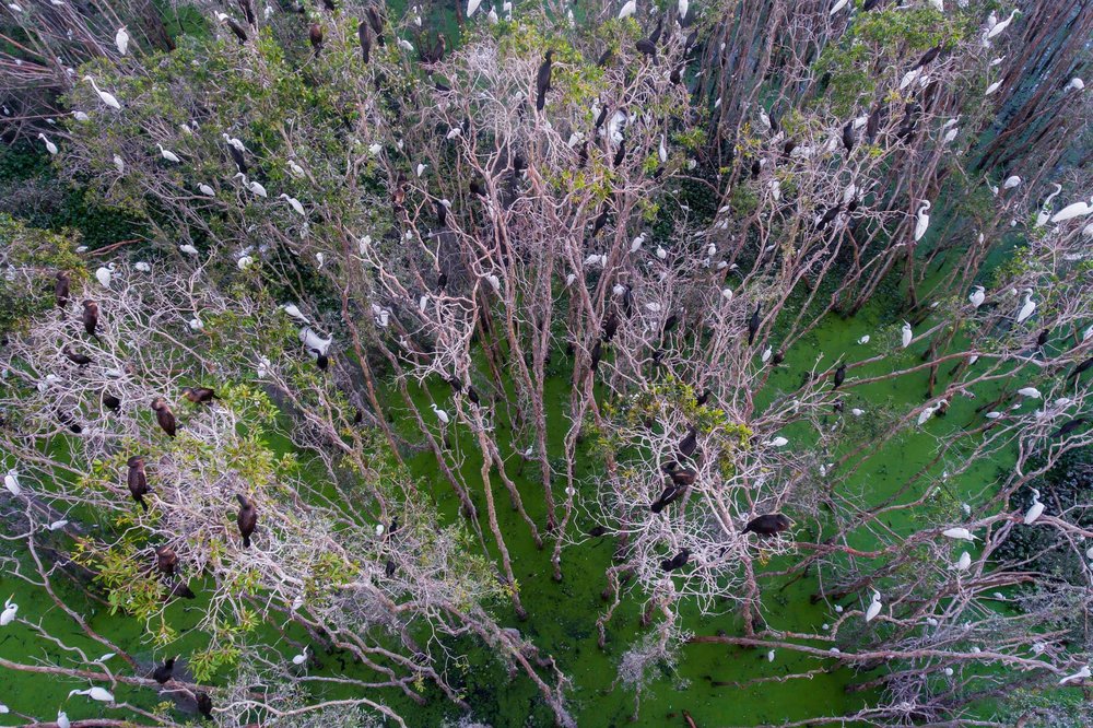 Khu Thuần Dưỡng Chim