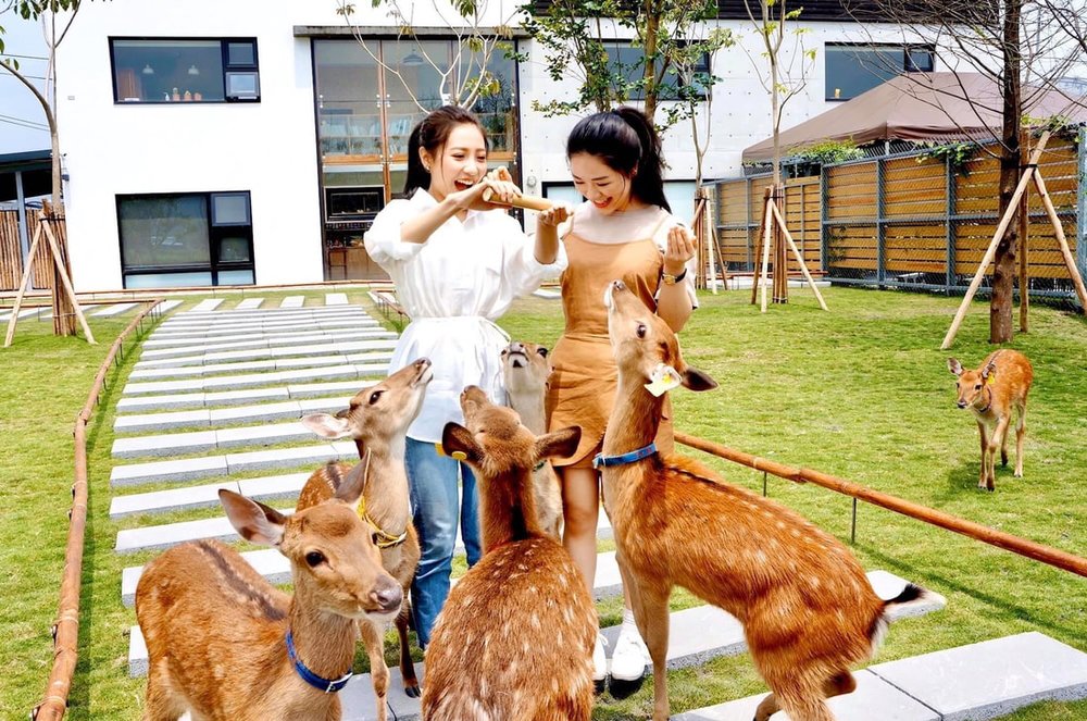 Trang Trại Zhang Mei Ama