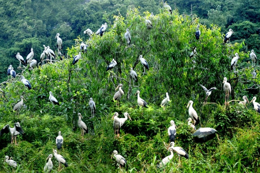 Vườn Chim Thung Nham