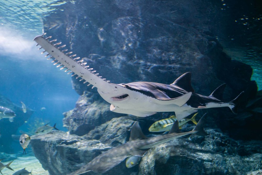 Thủy Cung SEA LIFE Bangkok Ocean World