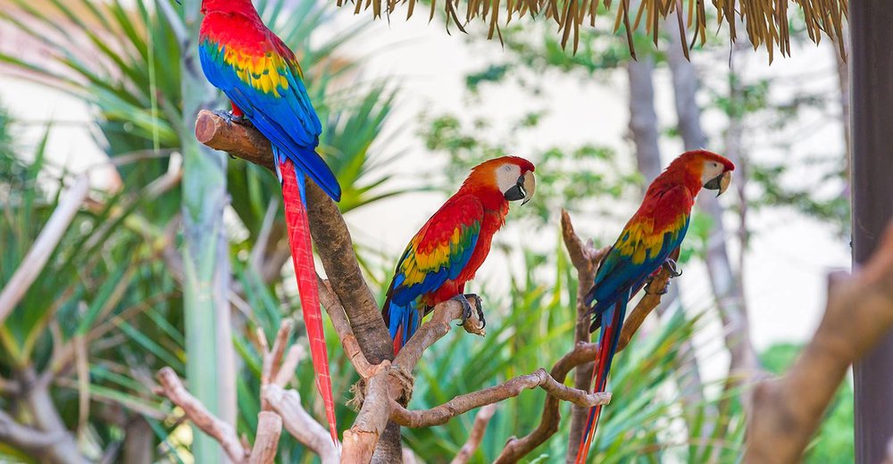 廣州長隆酒店 廣州長隆  廣州長隆熊貓酒店 廣州長隆香江酒店