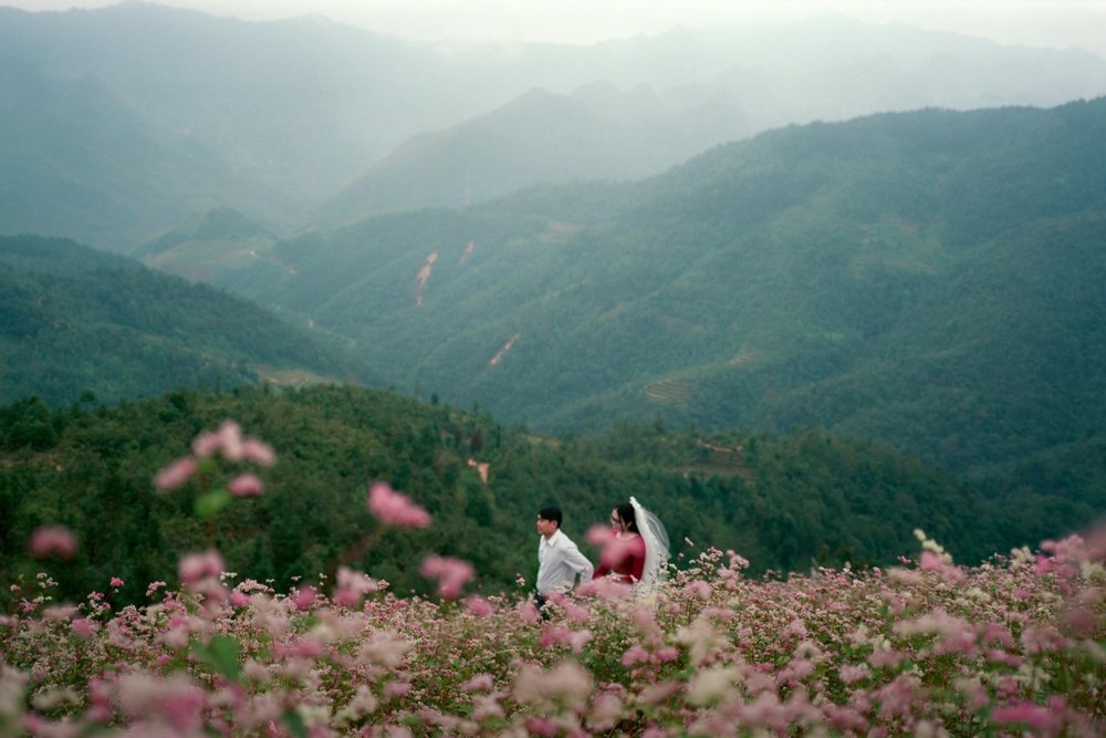 Ngắm Hoa Tam Giác Mạch Ở Hà Giang