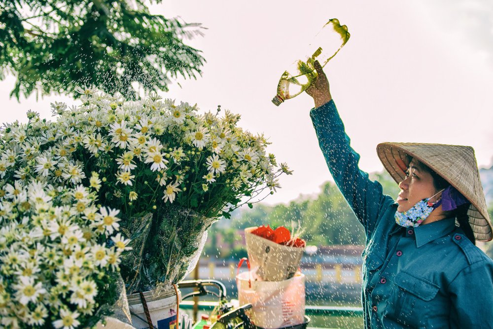 Nhìn Ngắm Cúc Họa Mi Ở Hà Nội 