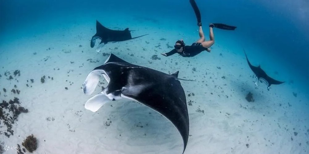 佩尼達島一日遊|必玩水上活動
