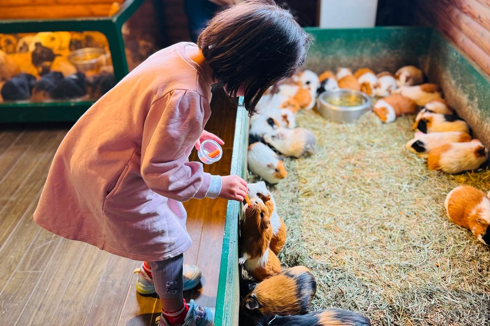九州自然動物園必去景點:小動物交流區