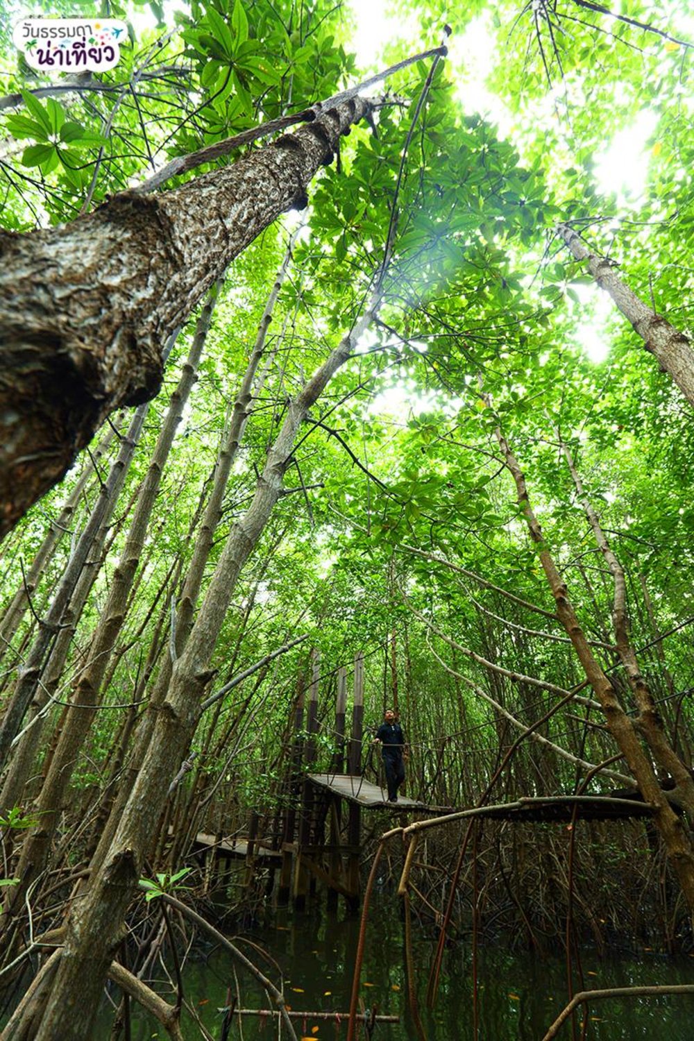 คุ้งกระเบน