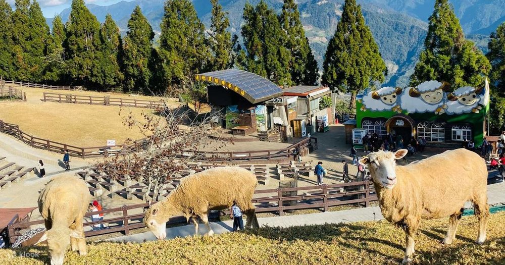 Nông trại Cingjing – Cao Nguyên Châu Âu Giữa Lòng Đài Loan