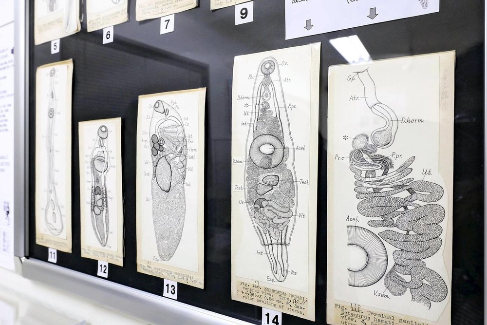 Bảo Tàng Ký Sinh Trùng Meguro (Meguro Parasitological Museum)