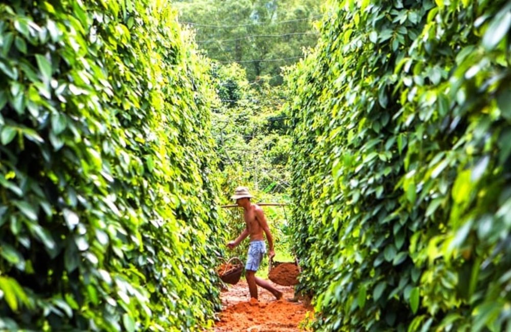 富國島胡椒農場