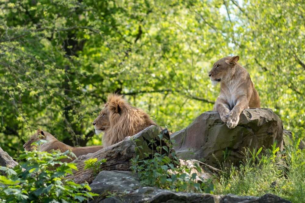  Vườn Thú Berlin - Ngôi Nhà Của Những Loài Động Vật Quý Hiếm
