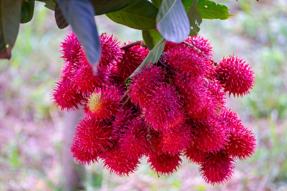  Vườn Trái Cây Cần Thơ