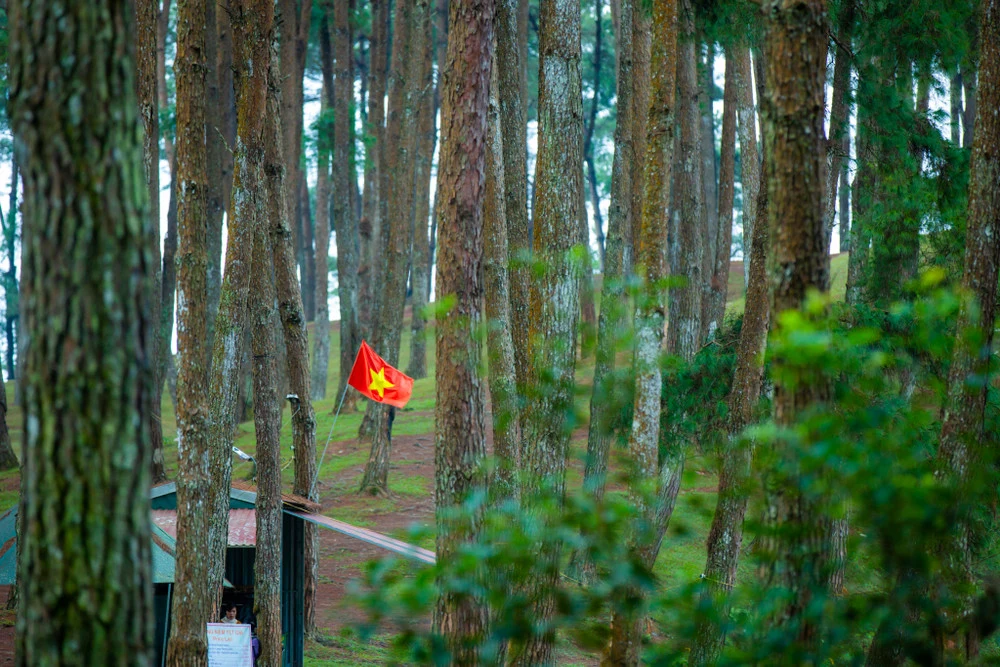 20 Địa Điểm Du Lịch Hà Giang Đẹp Ngỡ Ngàng 51 Rừng Thông Yên Minh