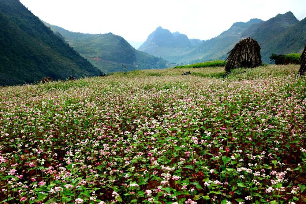 Cao Nguyên Đá Đồng Văn