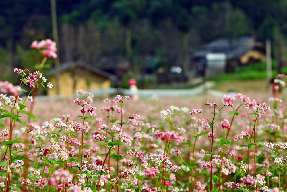 Thị Trấn Phó Bảng