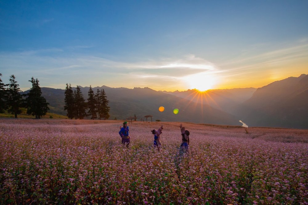 Thời Điểm Hoa Tam Giác Mạch Đẹp Nhất Tại Hà Giang