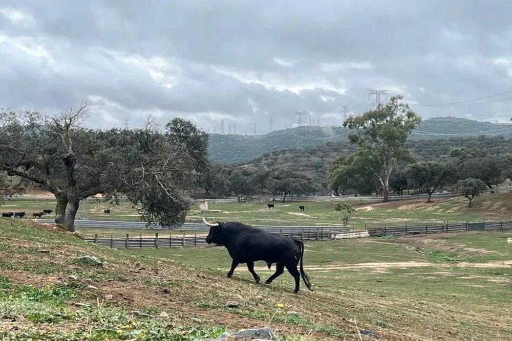 塞維亞鬥牛場 Plaza de toros de Sevilla, 塞維利亞景點, 塞維利亞自由行