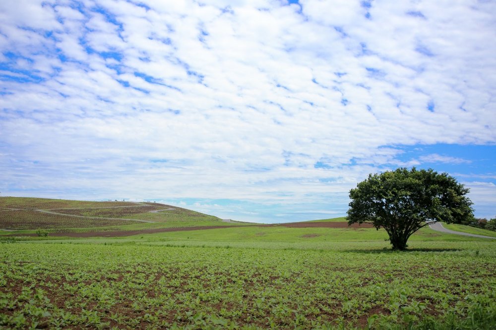 Du Lịch Ibaraki Có Gì Đặc Sắc? 