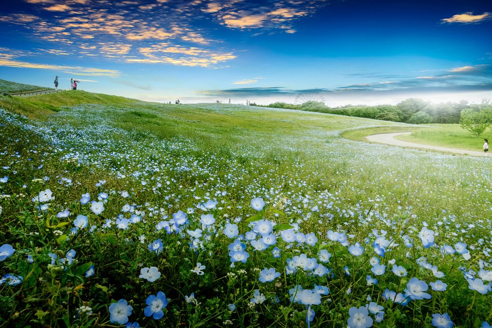 Buổi sáng: Đến Mito - Công viên Ven biển Hitachi