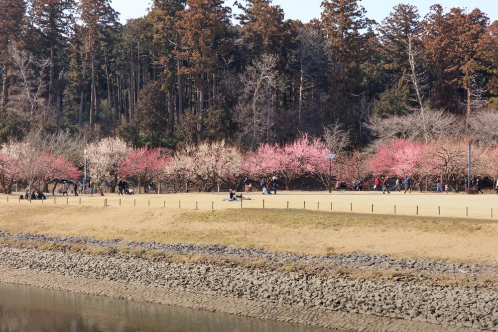 Buổi tối: Vườn Kairakuen - Trở về Tokyo 