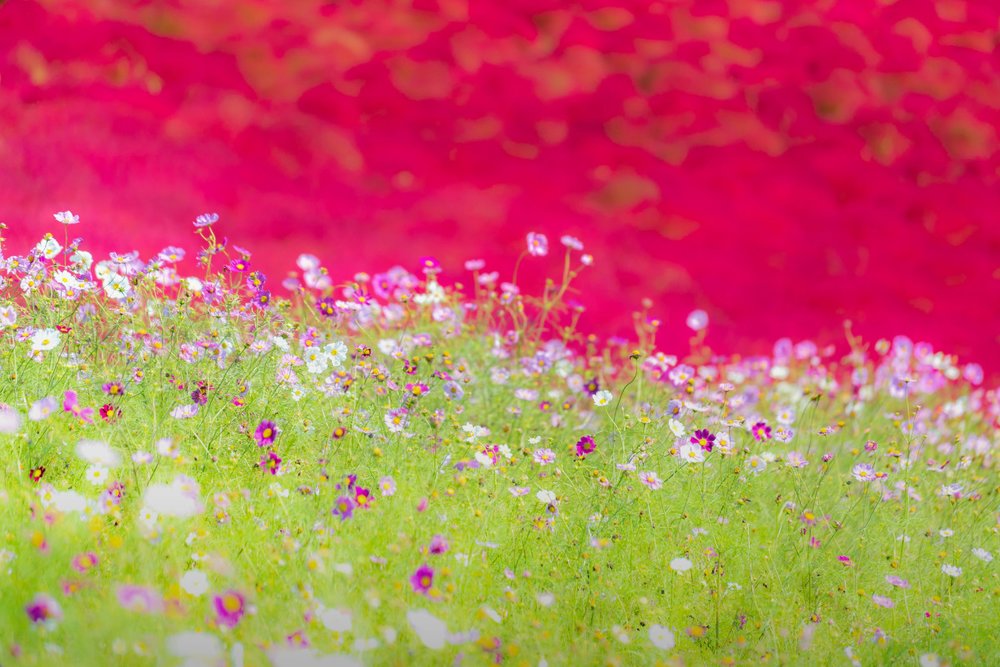 Du Lịch Ibaraki Mùa Nào Đẹp Nhất?