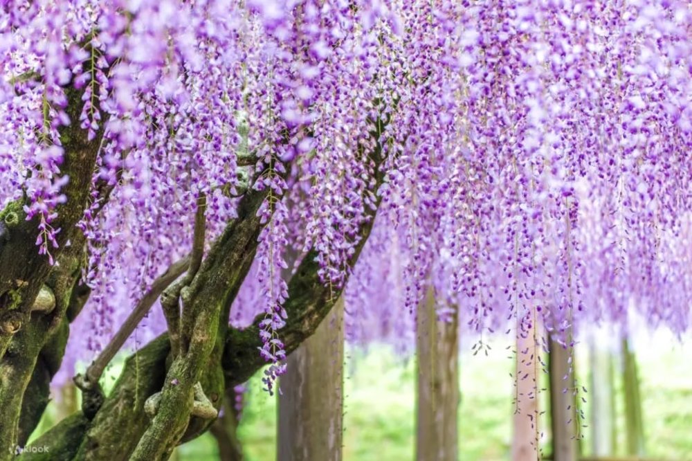 日本紫藤花2025|種類及特色