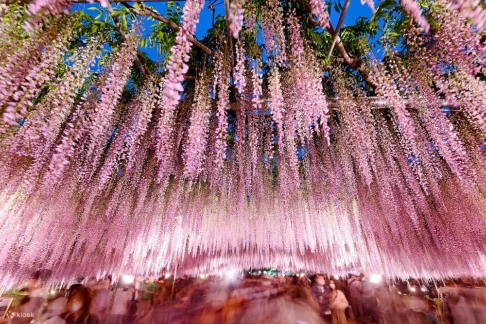 日本紫藤花2025|種類及特色