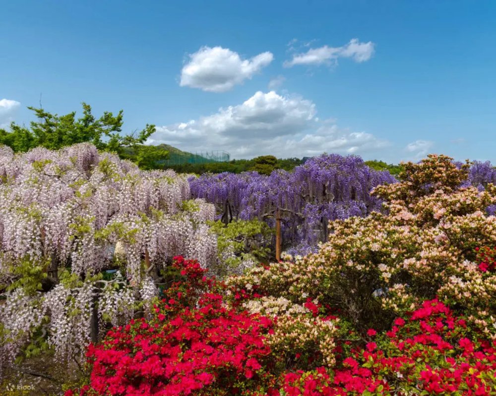 日本紫藤花景點, 足利花卉公園 紫藤花