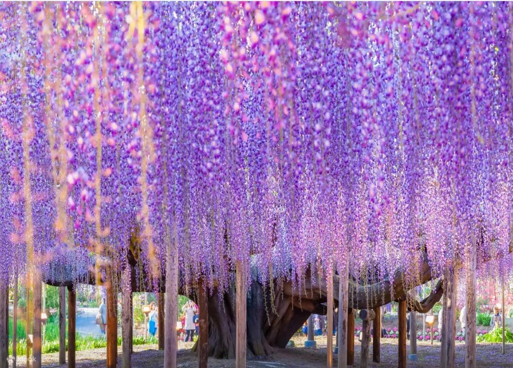日本紫藤花景點, 足利花卉公園 紫藤花