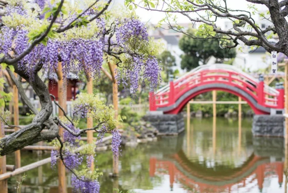 日本紫藤花景點, 龜戶天神社(東京)