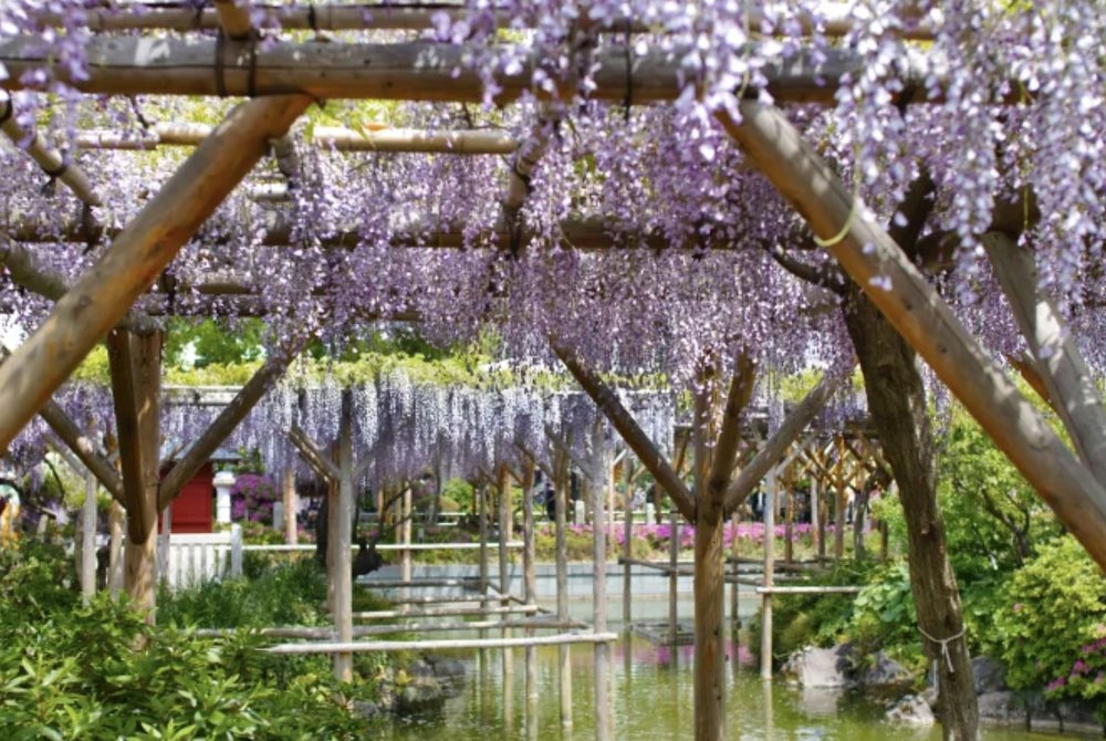 日本紫藤花景點, 龜戶天神社(東京)