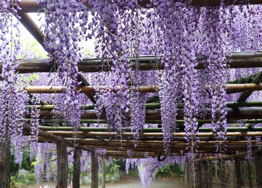 日本紫藤花景點, 牛島之藤(埼玉)