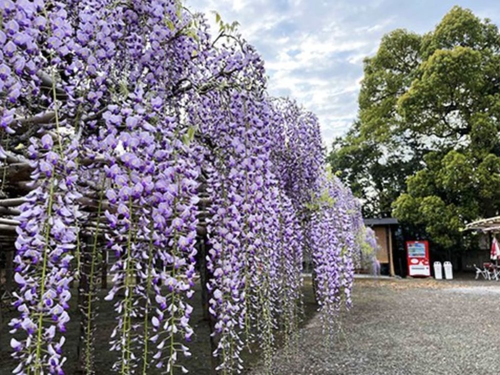 日本紫藤花景點, 牛島之藤(埼玉)