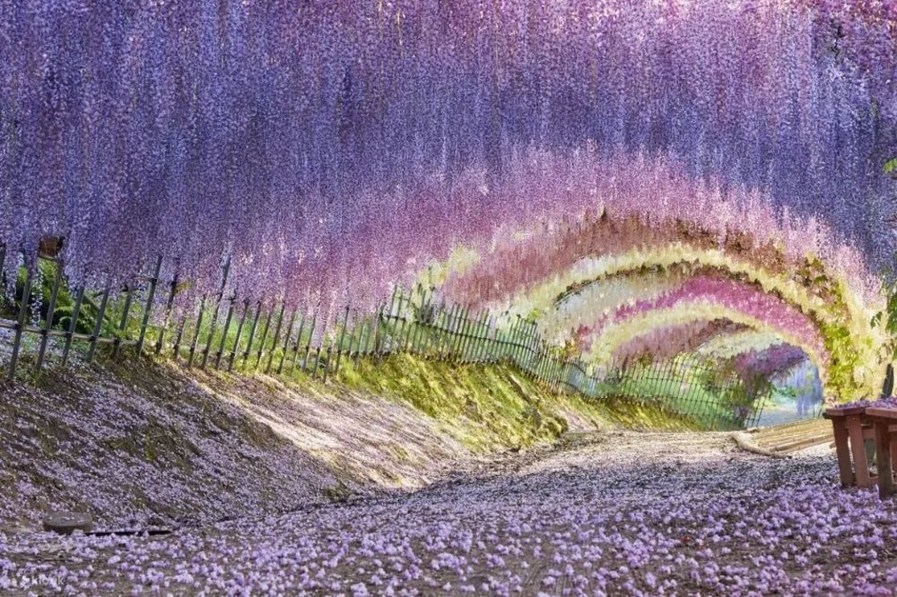 日本紫藤花景點, 河內藤園(福岡)