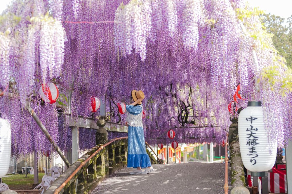 日本紫藤花景點, 中山大藤紫藤園（福岡）