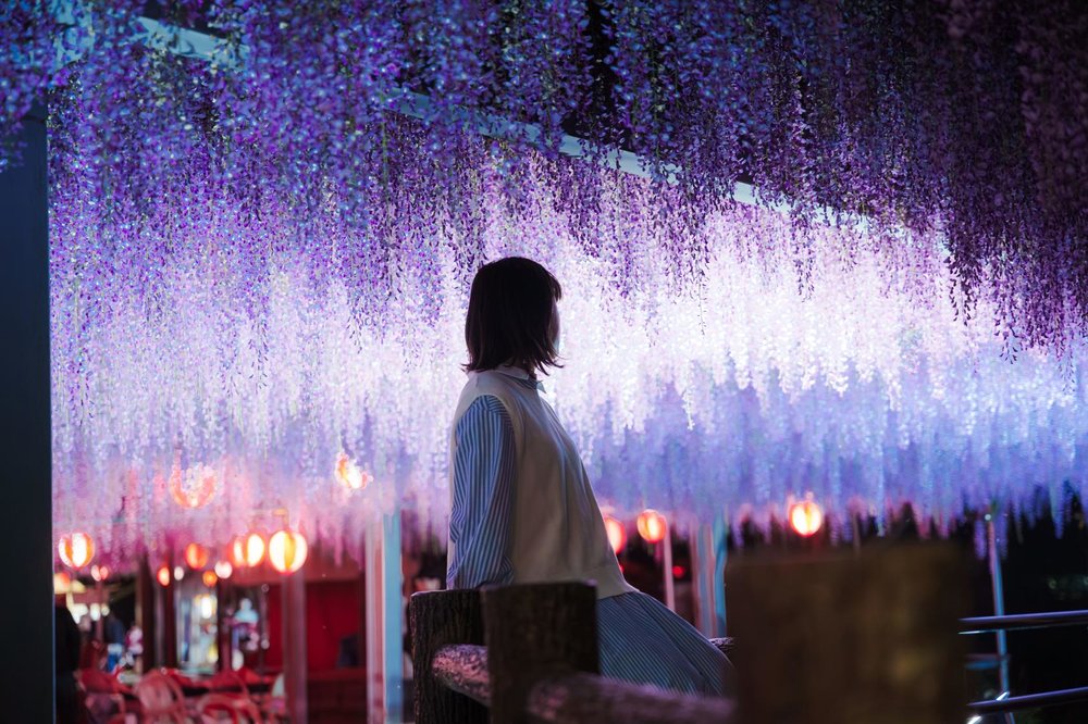 日本紫藤花景點, 中山大藤紫藤園(福岡)