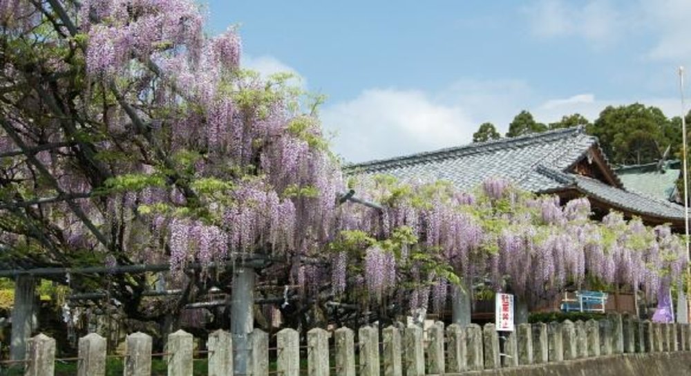 日本紫藤花景點, 山田日吉神社(熊本)