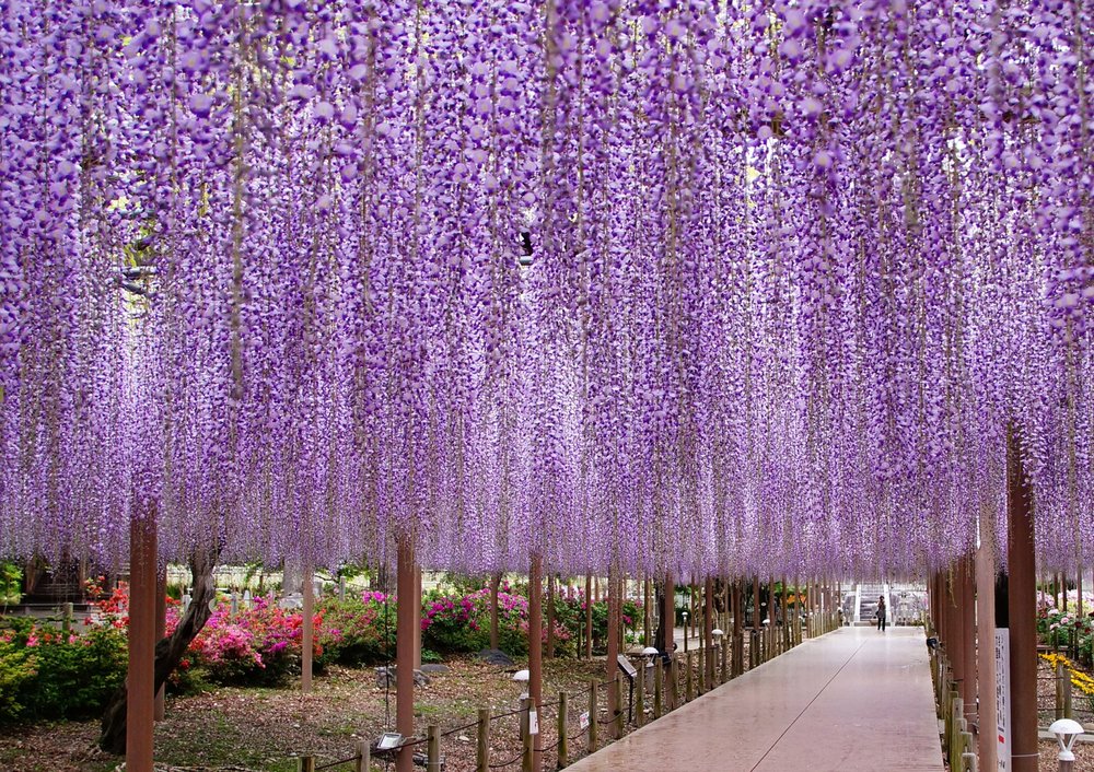 日本紫藤花景點, 曼陀羅寺公園(愛知)
