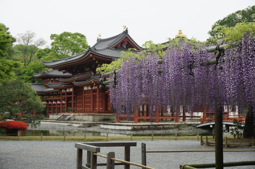 日本紫藤花景點, 平等院(京都)