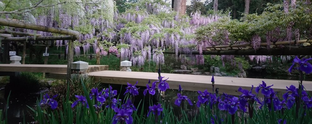 日本紫藤花景點, 春日大社 - 萬葉植物園(奈良)