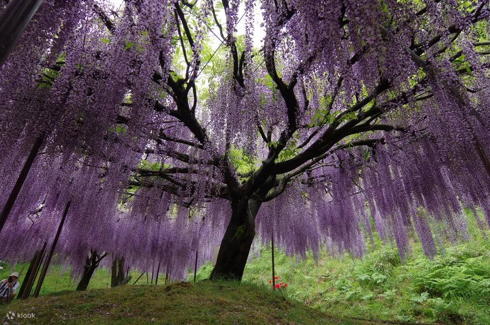 日本紫藤花景點, 白毫寺