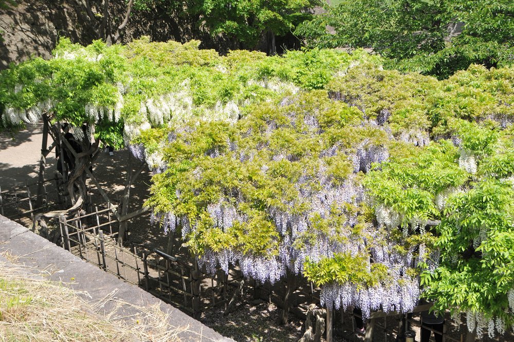 日本紫藤花景點, 五稜郭(函館)