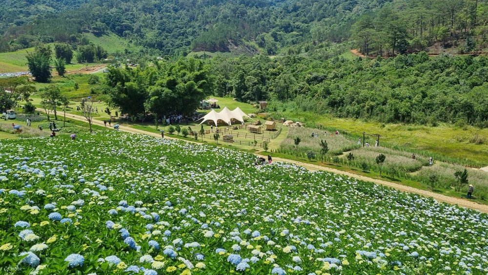 The Florest – Hoa Trong Rừng Cực Thơ Mộng Tại Đà Lạt