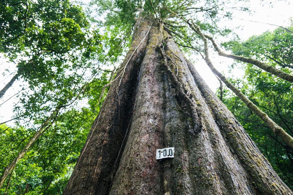 Vui Chơi Thật Đã Tại Khu Du Lịch Rừng Thông Núi Voi Đà Lạt