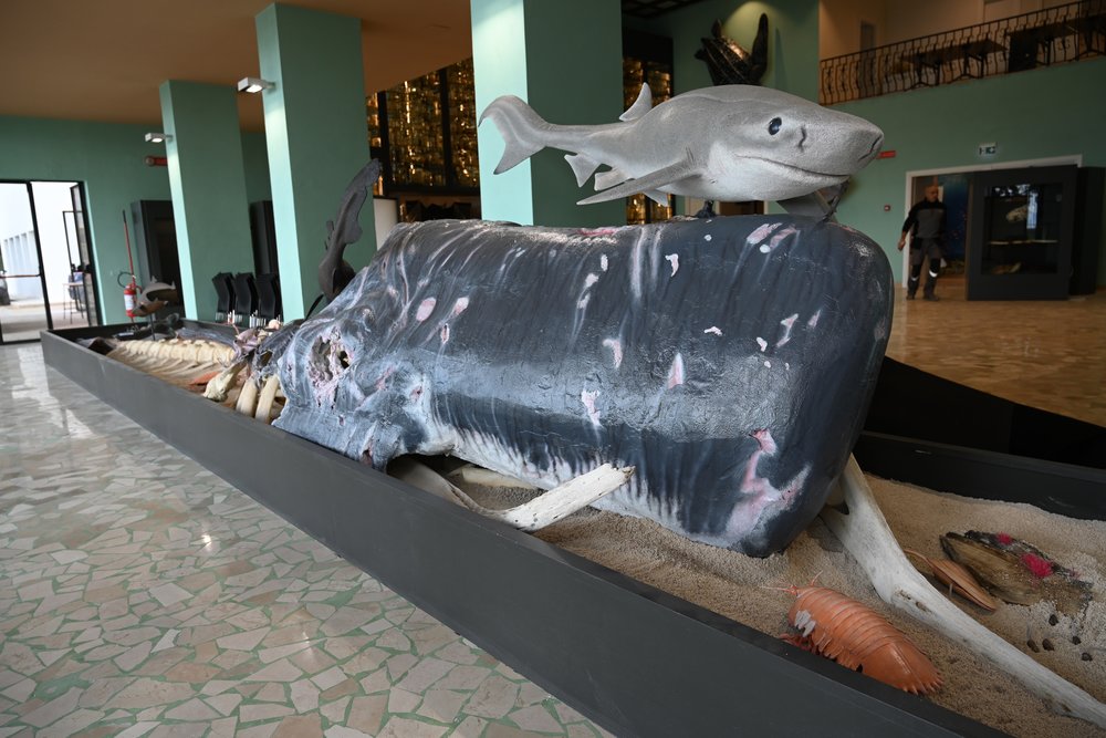 Bảo Tàng Darwin Dohrn – Hành Trình Khám Phá Khoa Học Biển Sâu