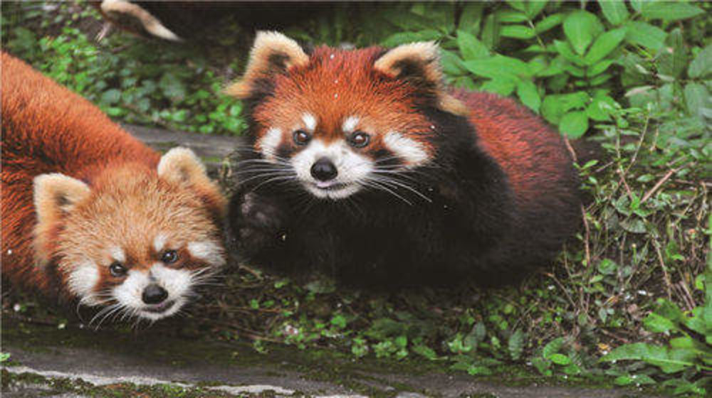 重慶 重慶景點 重慶自由行 重慶好去處 重慶交通