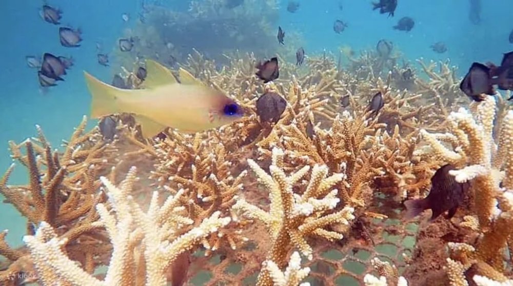 Trải Nghiệm Đi Bộ Dưới Đáy Biển Tại Bãi Tranh, Nha Trang