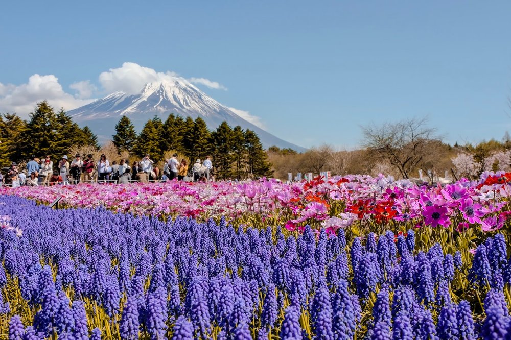 fuji shibazakura festival aqalili azizan klook my