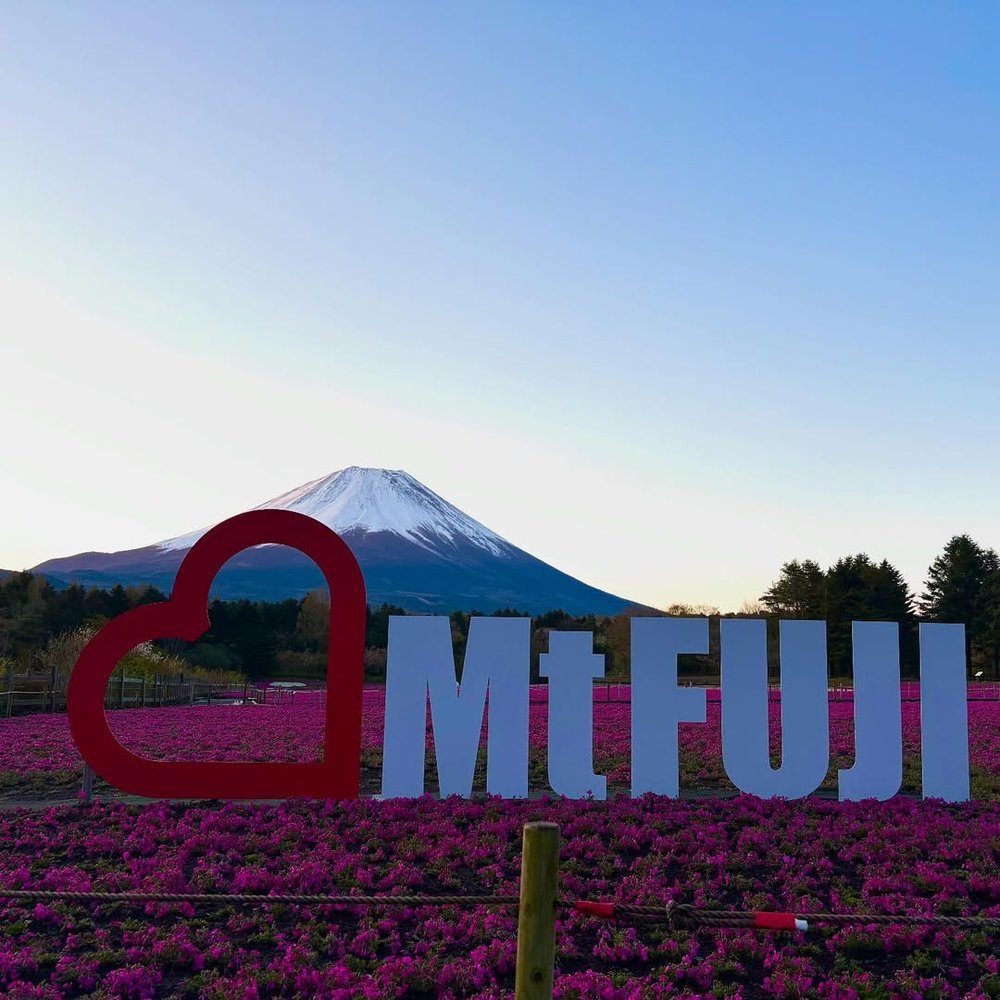 fuji shibazakura festival japan mount fuji signage klook my