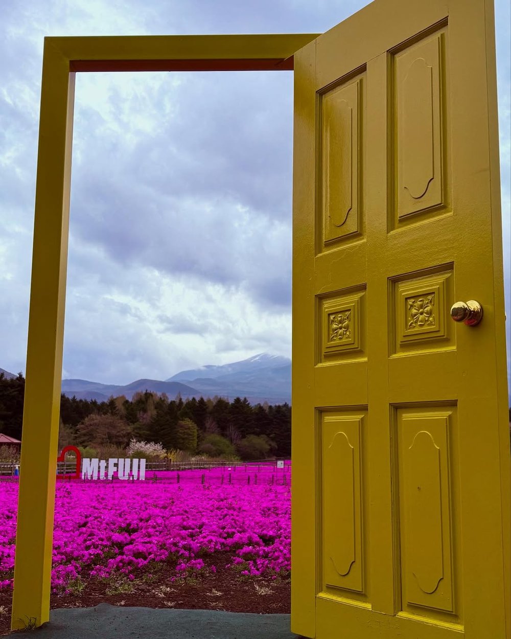 fuji shibazakura festival japan yellow door of happiness klook my