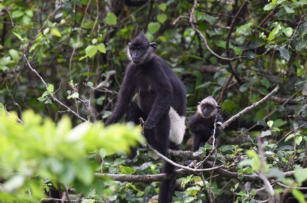 Xem Đàn Voọc Mông Trắng